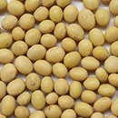 大豆